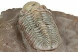 Beautiful Austerops Trilobite Fossil - Jorf, Morocco #328587-3